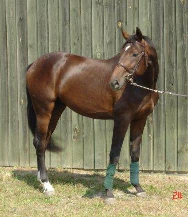 Legacy HM at 2.5 years old.